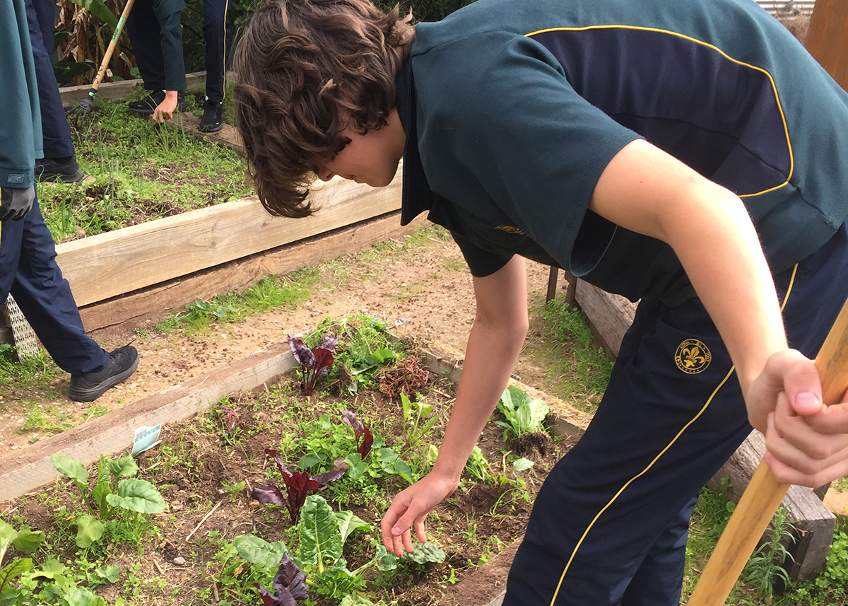 A Mercedes College student in uniform tending to a garden bed as part of a school horticulture or sustainability program.